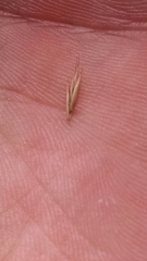 Festuca trachyphylla