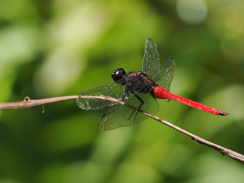 Fiery Skimmer photo 3