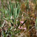 Bog Rosemary - Photo (c) Erin Faulkner, some rights reserved (CC BY-NC), uploaded by Erin Faulkner