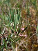 Bog Rosemary - Photo (c) Erin Faulkner, some rights reserved (CC BY-NC), uploaded by Erin Faulkner