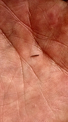 Festuca trachyphylla