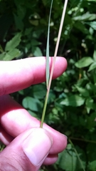 Festuca trachyphylla