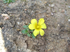 Moraea galaxia