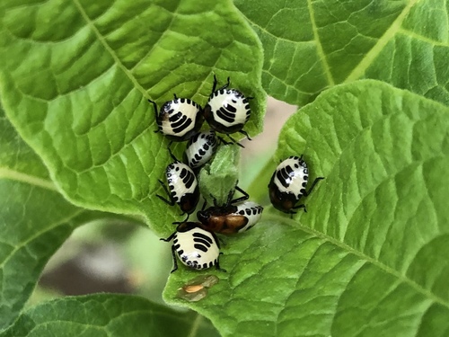 Rambur's pied shieldbug