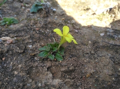 Moraea galaxia