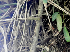 Troglodytes solstitialis