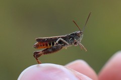 Omocestus haemorrhoidalis