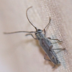 Saperda tridentata