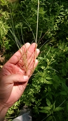 Festuca trachyphylla