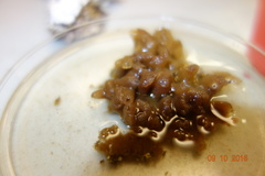 Porifera