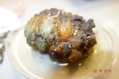 Porifera