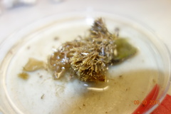 Porifera