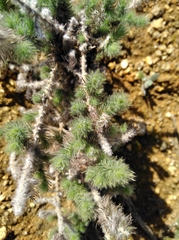 Aspalathus muraltioides