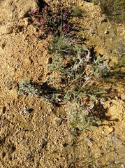 Aspalathus muraltioides