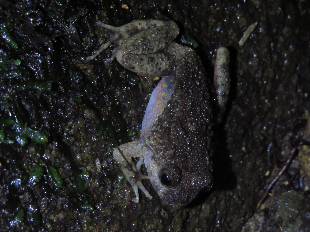 Heyer's Button Frog