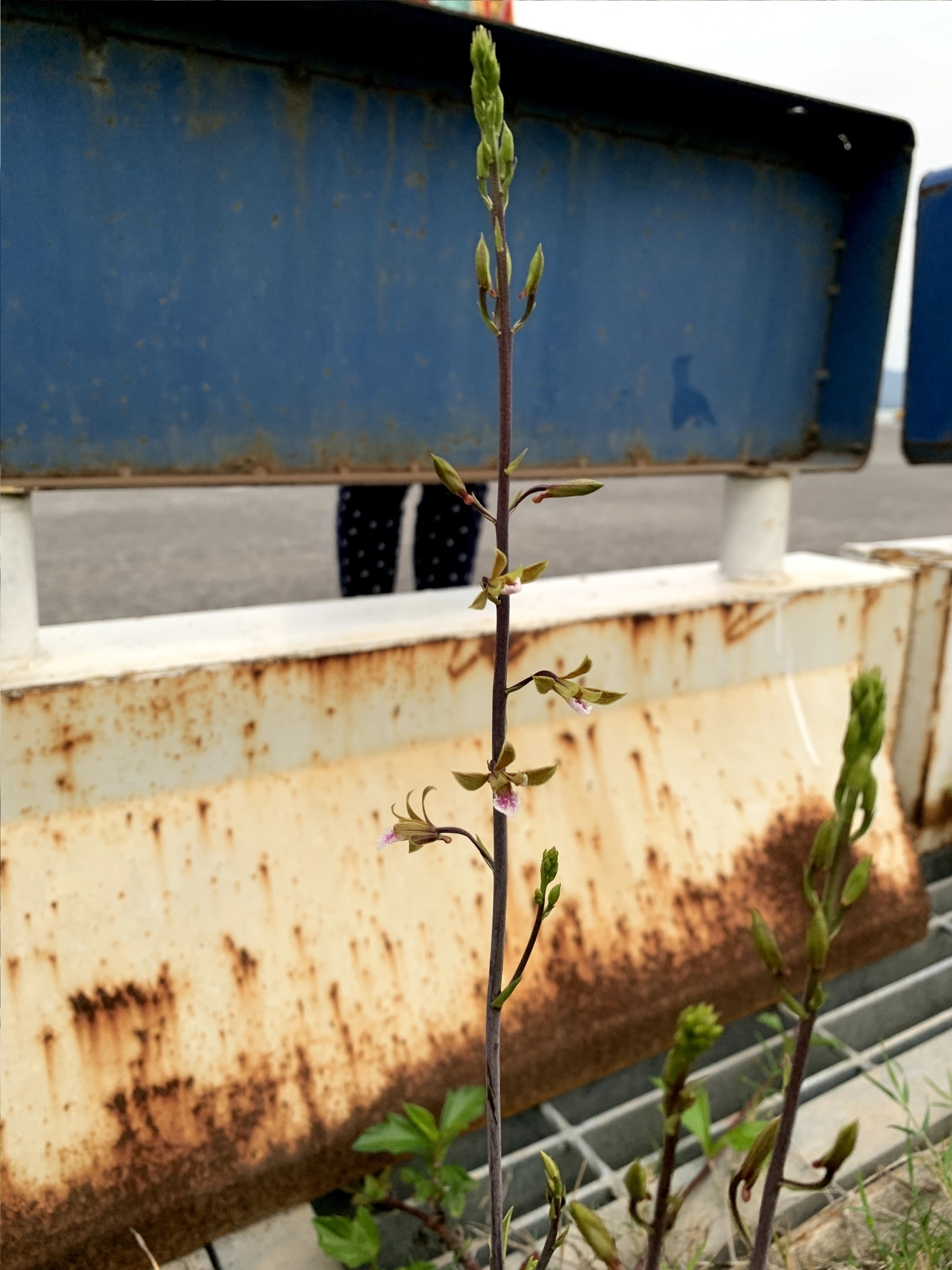 Eulophia graminea (Eulophia graminea)