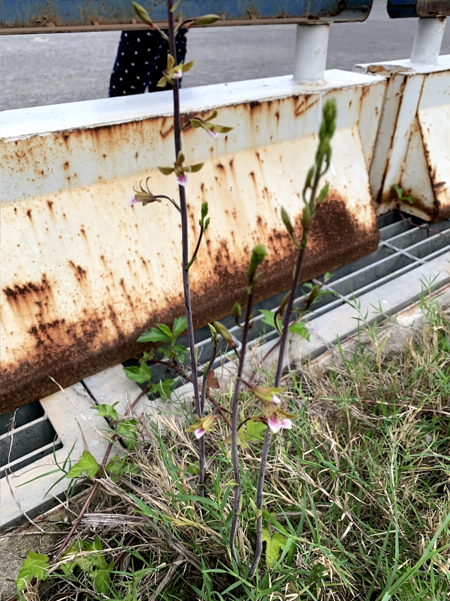 Eulophia graminea — ảnh 3