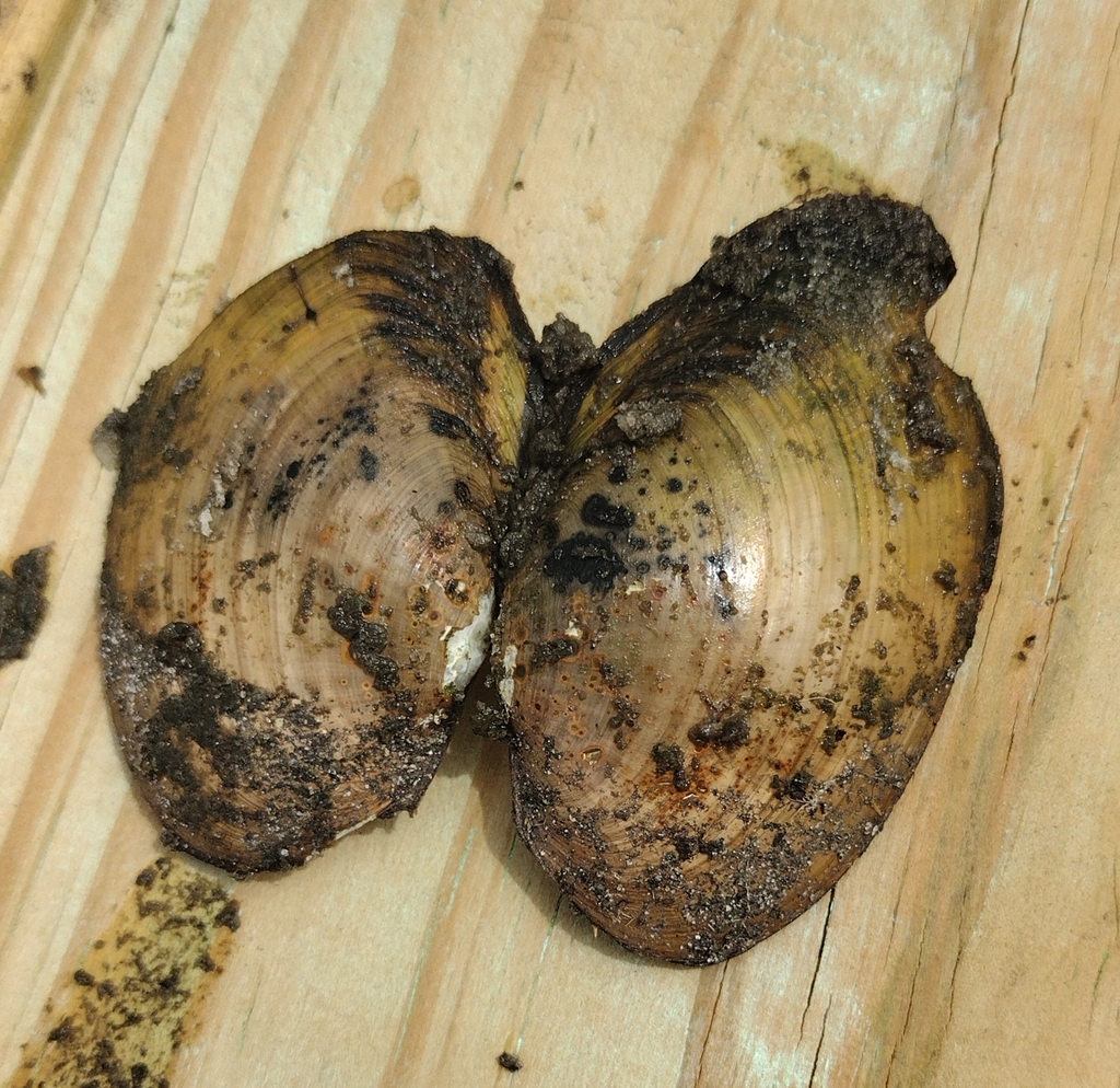 Florida Rainbow
