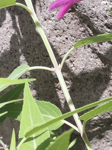 Image of Salvia peninsularis by no rights reserved
