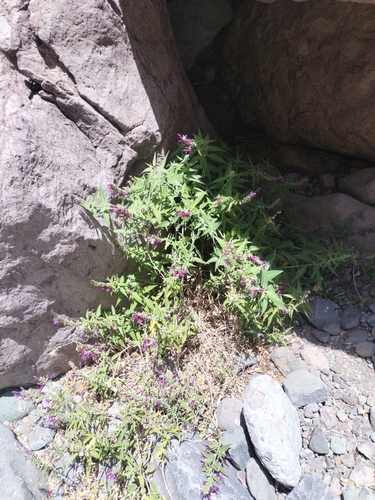 Image of Salvia peninsularis by no rights reserved