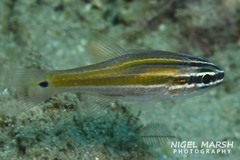 Ostorhinchus cavitensis