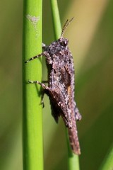 Tetrix ceperoi