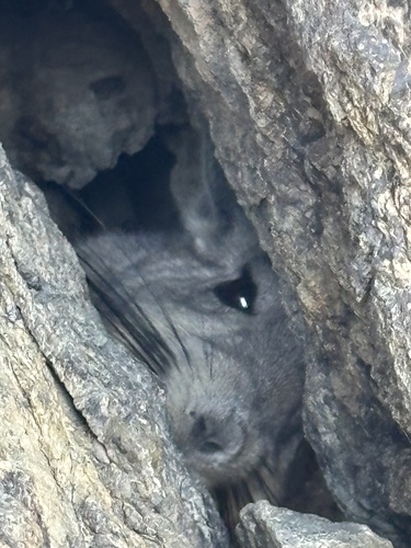 Common Moutain Viscacha