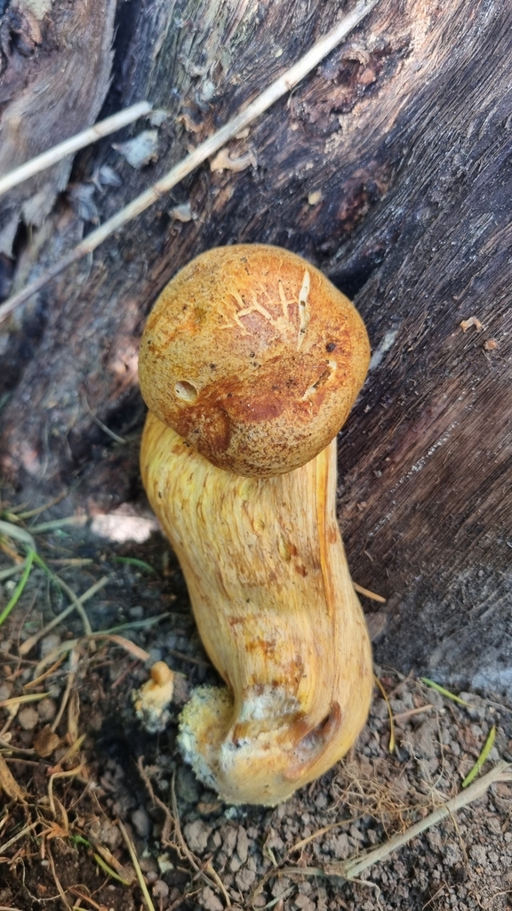 Gymnopilus junonius · April 2025 · photo: © hominoidcreamhorn (iNaturalist, cc-by)