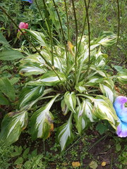 Hosta undulata