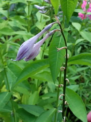 Hosta undulata