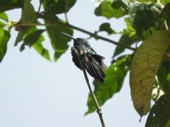 Colibri cyanotus