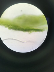 Prasiola borealis