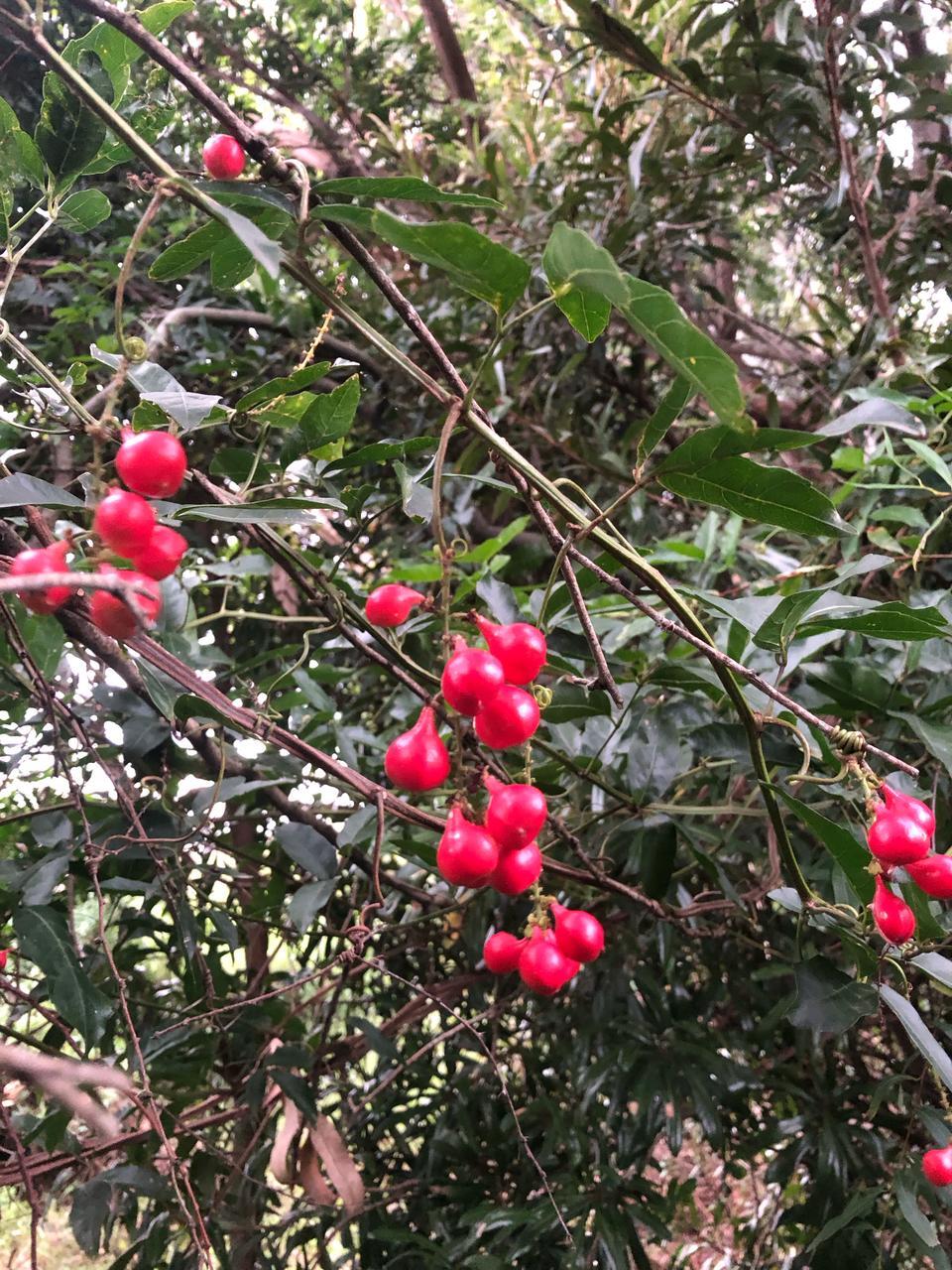 Imagem de Guaraná-Cipó