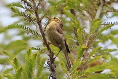 Phylloscopus affinis