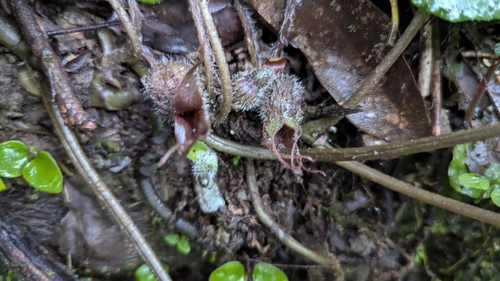 Caudate Wildginger (Asarum caudigerum)