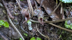 Asarum caudigerum