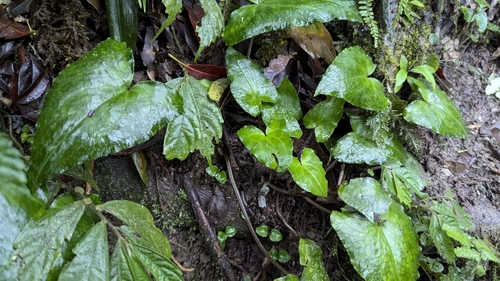Asarum caudigerum, photograph 1