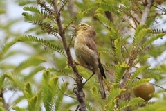 Phylloscopus affinis