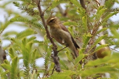 Phylloscopus affinis