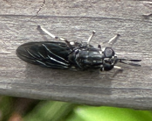 Hermetia sexmaculata photo 4