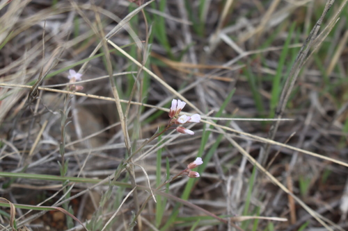 Image of Drummond's Rockcress (Boechera stricta) by no rights reserved