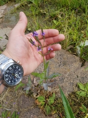 Verbena hastata