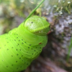 Sphinx gordius
