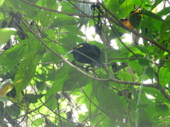 Cacicus chrysonotus
