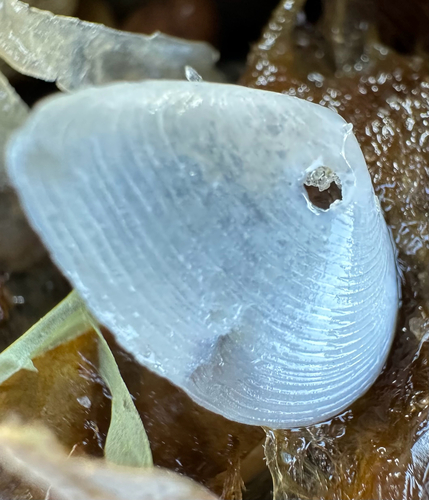 Cumingia tellinoides, 2025-04-10