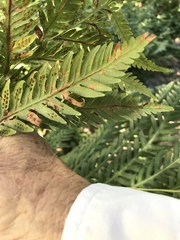 Woodwardia fimbriata image