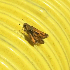 Hylephila phyleus