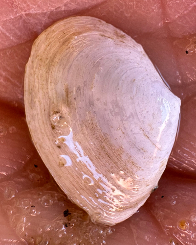 Cumingia tellinoides, 2025-04-10