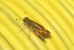 Hylephila phyleus