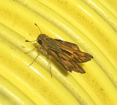 Hylephila phyleus